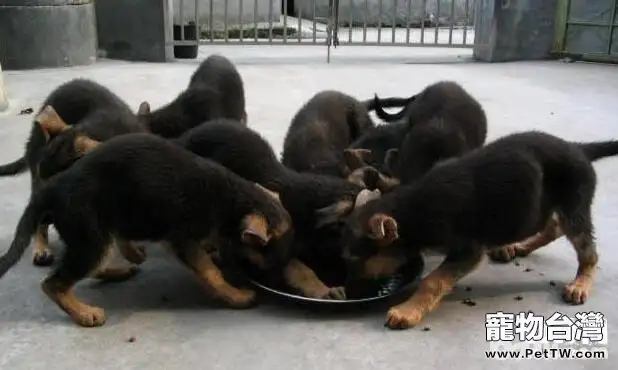 如何餵養幼犬 不同時期餵養方式不同