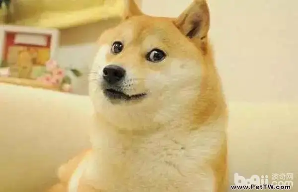 簡答區分柴犬和秋田犬 簡答區分柴犬和秋田犬