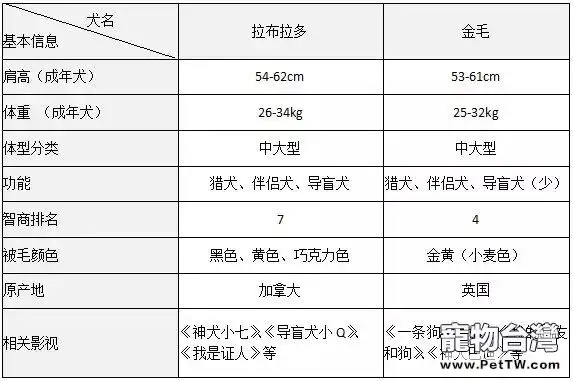 拉布拉多和金毛有什麼區別,拉布拉多和金毛哪個好養(共4張圖片)-寵物台灣
