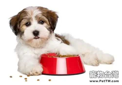 飼養幼犬的需要注意的事情都有哪些？