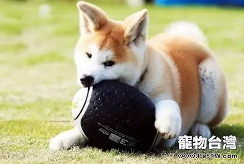狗狗吞食異物怎麼處理 狗狗為什麼會吞食異物
