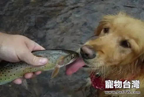 狗狗可以吃海鮮嗎 
