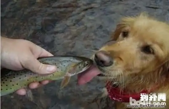 狗狗可以吃海鮮嗎 