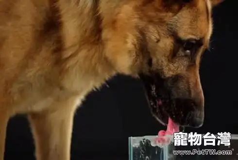 狗狗不喝水 狗狗不喜歡喝水怎麼辦