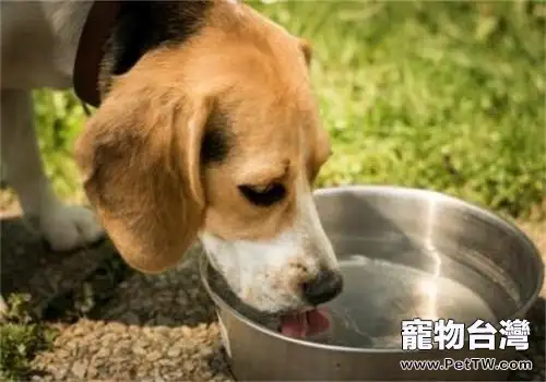 狗狗飲水的注意事項都有哪些？