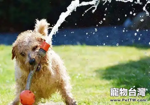 狗狗飲水的注意事項都有哪些？