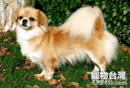 西藏獵犬好養嗎?西藏獵犬飼養禁忌(1圖)-寵物台灣