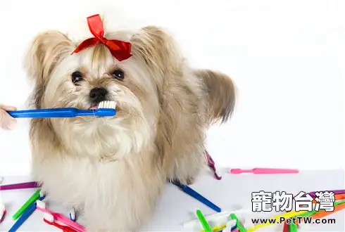 狗狗牙齒怎麼清潔狗狗牙齒清潔除了牙膏還有別的嗎
