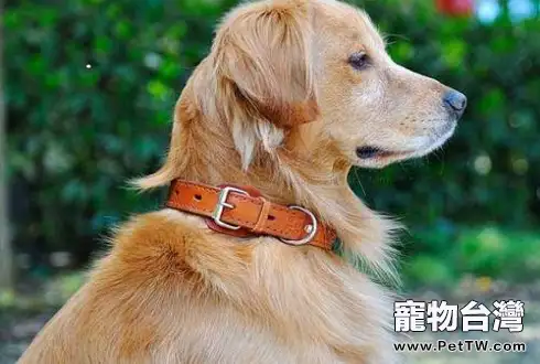 狗狗項圈怎麼挑選（1圖）-寵物台灣