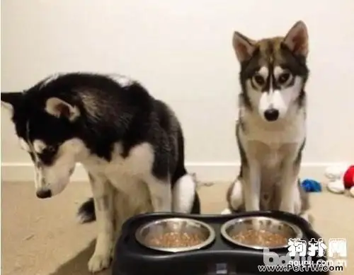 狗狗在不同季節的飼養方法?不同季節餵食狗狗需要注意的地方