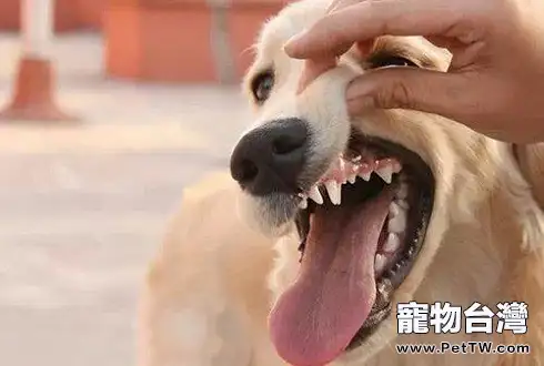 狗狗雙排牙 狗狗長了雙排牙怎麼辦
