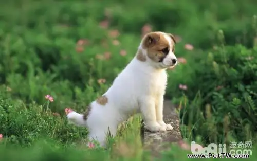 為什麼有人喜歡養狗狗 養狗的好處有哪些