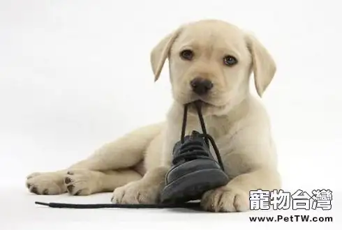 狗狗為什麼不聽話 狗狗不聽話的原因有哪些