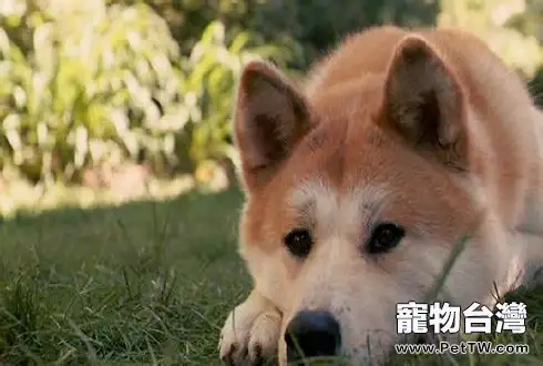 秋田犬好養嗎?秋田犬飼養技巧(1圖)-寵物台灣