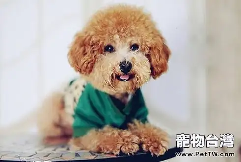 幼犬奶粉怎麼挑選 幼犬奶粉食用注意事項