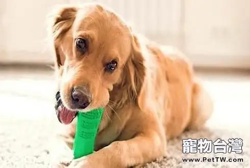狗狗磨牙棒怎麼選擇 狗狗磨牙棒有哪幾種？