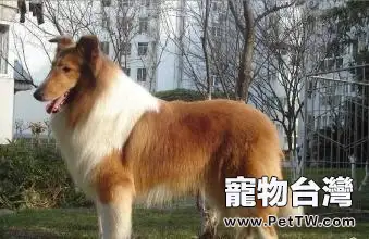 蘇格蘭牧羊犬好養嗎 蘇格蘭牧羊犬飼養技巧