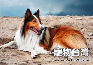 蘇格蘭牧羊犬好養嗎 蘇格蘭牧羊犬飼養技巧