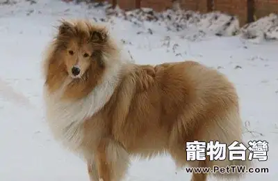 蘇格蘭牧羊犬好養嗎 蘇格蘭牧羊犬飼養技巧