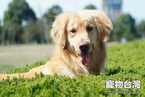 老年犬護理 老年犬護理的六大要點(1圖)-寵物台灣