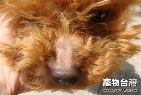 狗狗鼻子脫毛怎麼辦 狗狗鼻子脫毛的原因有哪些(1圖)-寵物台灣