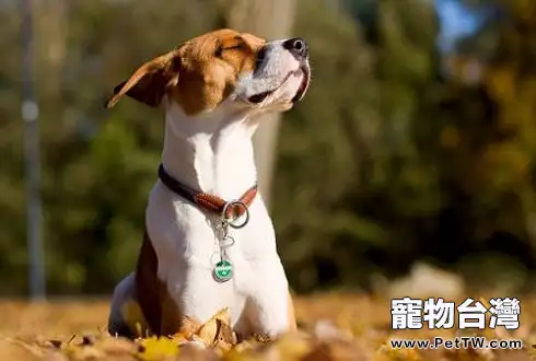 狗狗需要帶鈴鐺嗎 狗狗帶鈴鐺有什麼好處