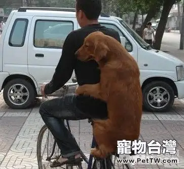 怎麼訓練狗狗坐自行車 狗狗坐自行車的技巧有哪些