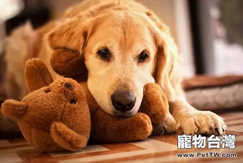 狗狗吞食異物的原因 狗狗吞食異物處理方法（1圖）-寵物台灣