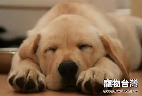 狗狗睡覺會做夢嗎