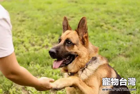 怎麼教狗狗握手 狗狗握手訓練