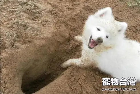 狗狗刨地 狗狗刨地的原因有哪些