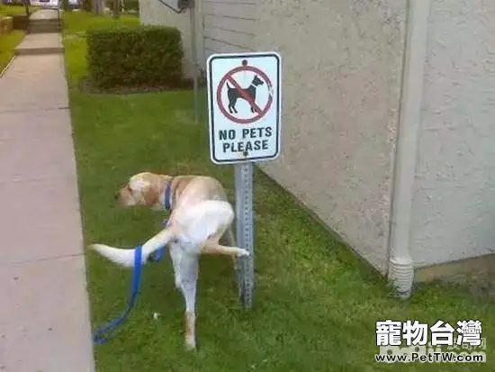 怎樣訓練狗狗上廁所 狗狗隨地大小便怎麼辦