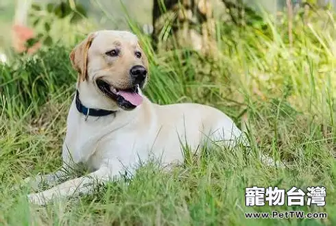 短毛犬冬天怎麼養 短毛犬冬天飼養注意事項