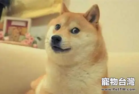 狗狗有記憶力嗎 狗狗的記憶力可以持續多久(1圖)-寵物台灣