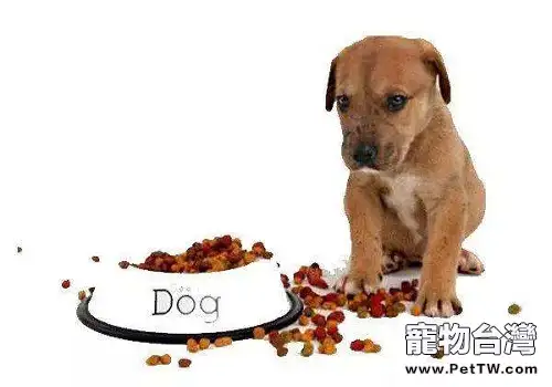 狗狗不吃飯的原因以及解決辦法
