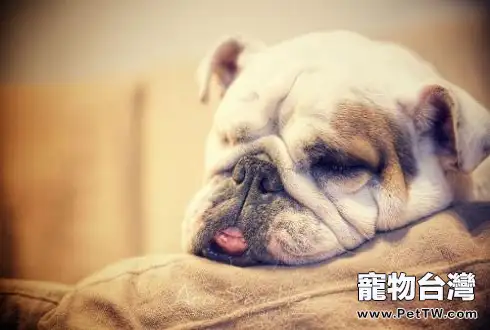狗狗驅蟲 狗狗體內外寄生蟲有哪些