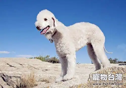 飼養貝林登幼犬需要注意的都有什麼？