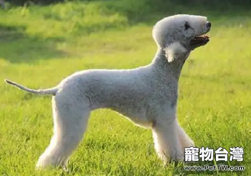 飼養貝林登幼犬需要注意的都有什麼？