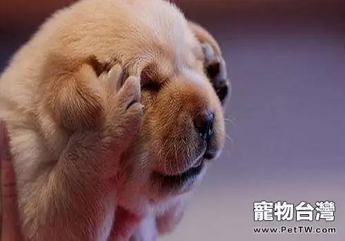 養狗的家庭需要注意的問題有哪些?(共3張圖片)-寵物台灣