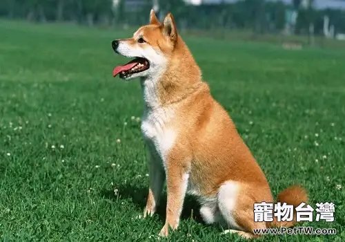 養狗的家庭需要注意的問題有哪些？