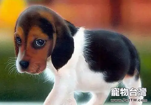 養狗的家庭需要注意的問題有哪些？