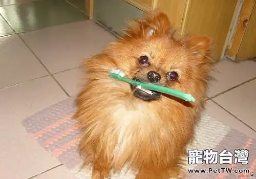 如何正確的幫助狗狗刷牙？