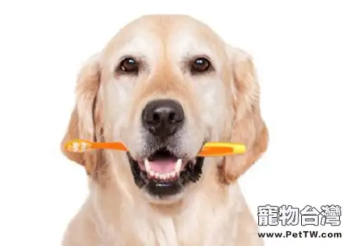 如何正確的幫助狗狗刷牙？