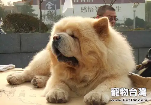 常見的長毛大型犬都有哪些品種？