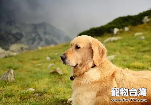 常見的長毛大型犬都有哪些品種？