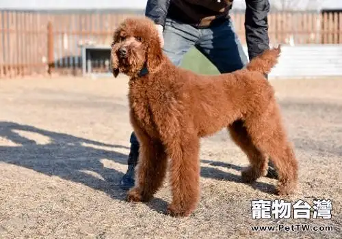 常見的長毛大型犬都有哪些品種？