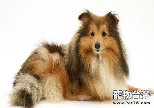 常見的長毛大型犬都有哪些品種？