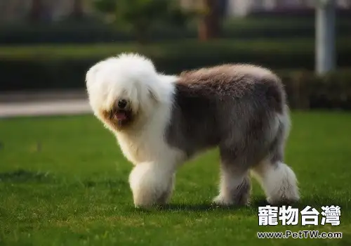 常見的長毛大型犬都有哪些品種？