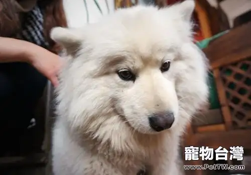 常見的長毛大型犬都有哪些品種？