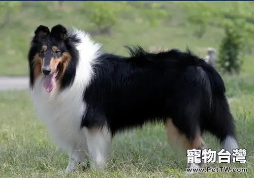 常見的長毛大型犬都有哪些品種？